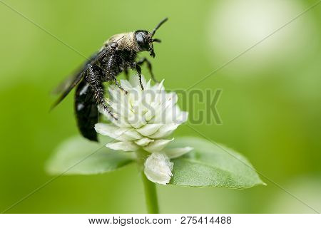 The Bees Are On Gomphrena Celosioides, White In Nature.