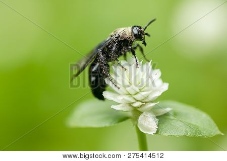The Bees Are On Gomphrena Celosioides, White In Nature.