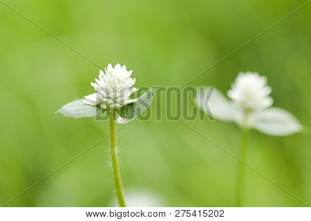 Gomphrena Celosioides In Nature Have Beautiful White Flowers.