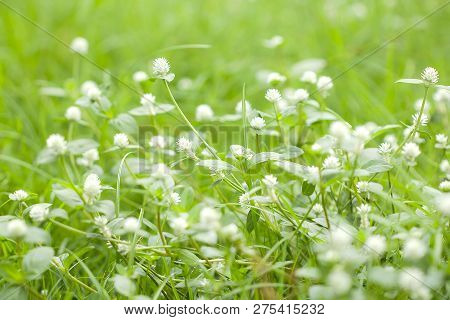 Gomphrena Celosioides In Nature Have Beautiful White Flowers.