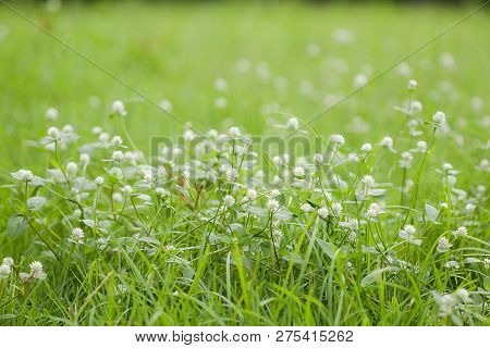 Gomphrena Celosioides In Nature Have Beautiful White Flowers.