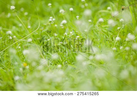 Gomphrena Celosioides In Nature Have Beautiful White Flowers.