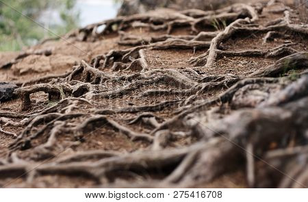 The Powerful Roots Of The Pine, Holds It On The Slopes With Podzolic Soil
