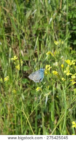 Farfalla Volo Animale Volare Blu Fiori Natura Bellezza
