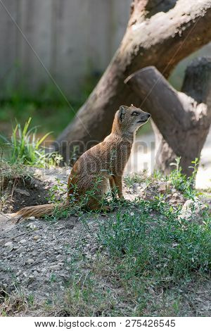 Profile Of Yellow Mongoose Cynictis Penicillata Or Red Meerkat