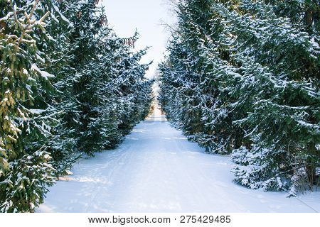 Winter Conftiterous Forest Alley On Sunny Day, White Snow