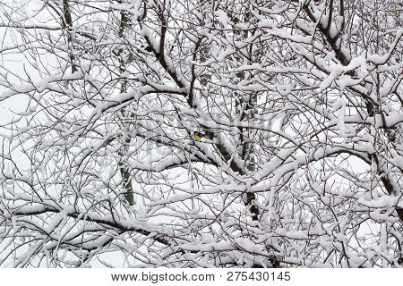 Winter View Of Snowed Park Forest With Yellow Bullfinch Sitting On Tree Branches