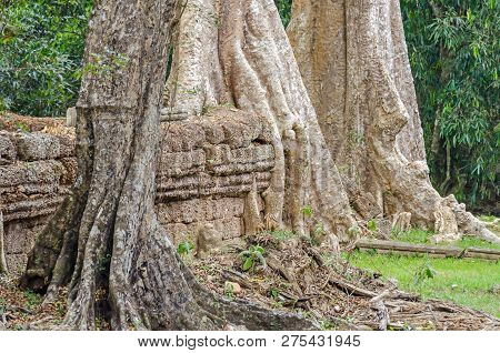 Roots Of A Spung, The Famous Tree Tetrameles Nudiflora, Growing In The Ta Prohm Temple Ruins In Camb