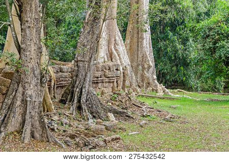Roots Of A Spung, The Famous Tree Tetrameles Nudiflora, Growing In The Ta Prohm Temple Ruins In Camb