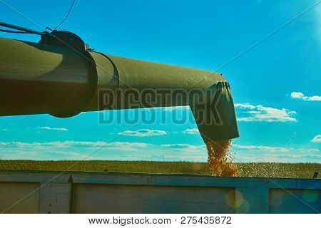 Pouring Corn Grain Into Tractor Trailer After Harvest