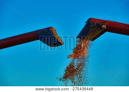 Pouring Corn Grain Into Tractor Trailer After Harvest