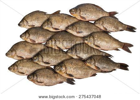 Crucian Carp Stacked Rows Isolated On White Background