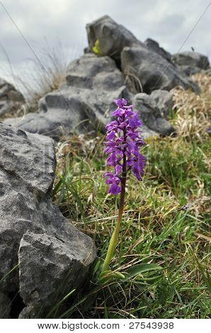 Tyndakset Gøgeurt