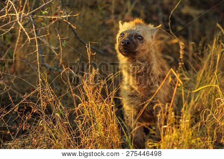 A Cute Spotted Hyena Cub In Kruger National Park, South Africa. Iena Ridens Or Hyena Maculata In Gra