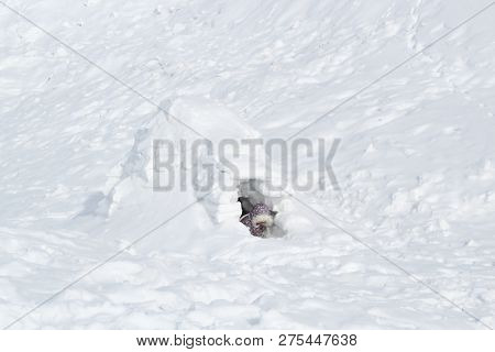 The Child Climbs Out Of The Igloo-snow Cave Which Is Home To The Eskimos