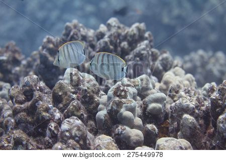 Pebbled Butterflyfish On Coral Reef Off Kona, The Big Island, Hawaii