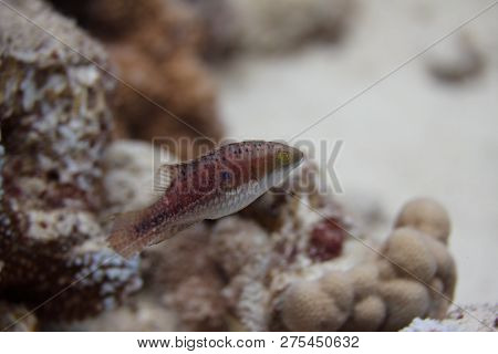 Twospot Wrasse On Coral Reef Off Maui, Hawaii
