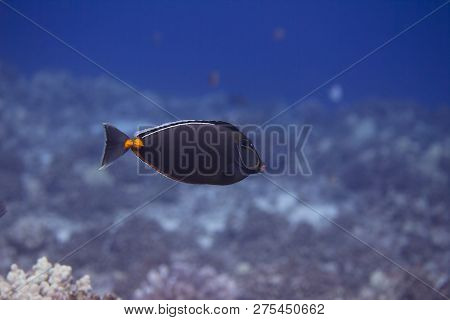 Naso Tang On Coral Reef Off Maui, Hawaii