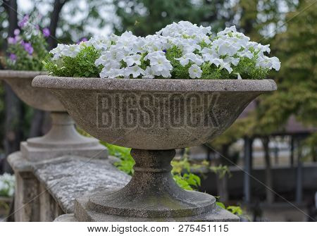 Large Antique Stone Vase In White Flowers Close-up.