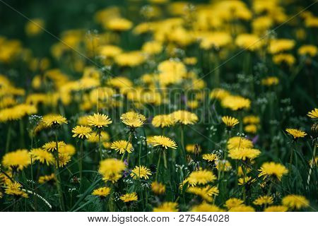 Dandelion Yellow Flower Growing On The Green Meadow In Spring Time, Natoral Seasonal Floral Backgrou