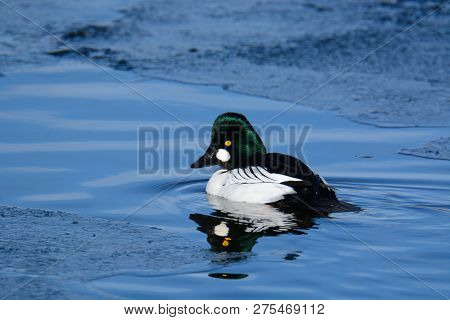 Common Goldeneye Duck Or Bucephala Clangula Drake Swimming In Open Water In Between Ice On Lake