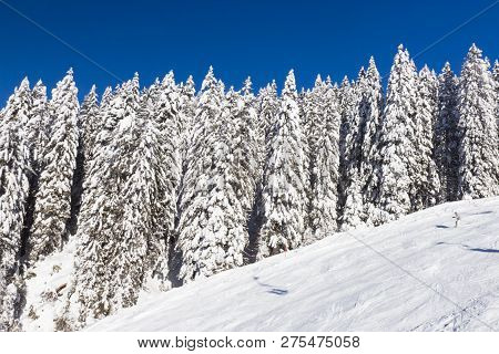 Pine Trees Covered With Snow At Nassfeld Ski Resort, Austria