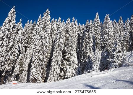 Pine Trees Covered With Snow At Nassfeld Ski Resort, Austria