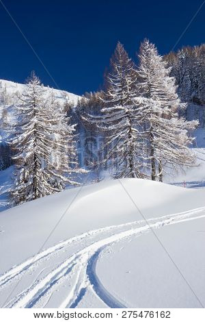Pine Trees Covered With Snow At Nassfeld Ski Resort, Austria