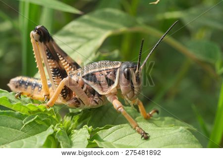 448 Common Grasshopper Green Leaves	

A Common Grasshoper Alit On A Green Leaf Of A Ground Bush