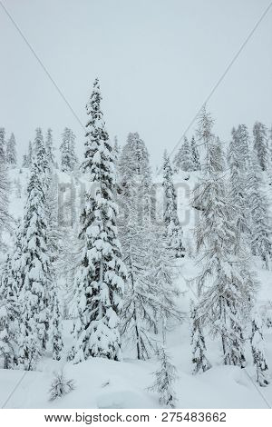 Pine Trees Covered With Snow At Nassfeld Ski Resort, Austria