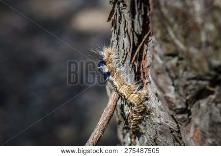 Milkweed Tussock Moth Caterpillar. Euchaetes Egle On The Tree