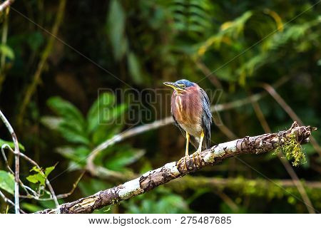 Beautiful Least Bittern Bird Close Up Hunting