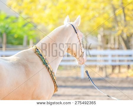 Akhal-teke Horse Portrait. Perlino Or Cremello Thoroughbred Mare With Blue Eyes, Blur Golden Foliage