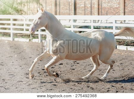 Akhal-teke Horse Portrait. Perlino Or Cremello Thoroughbred Mare With Blue Eyes, Blur Golden Foliage