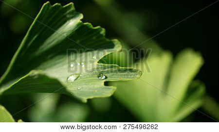 Reflection In Water Droplets On Young Leaves Of Ginkgo Biloba.