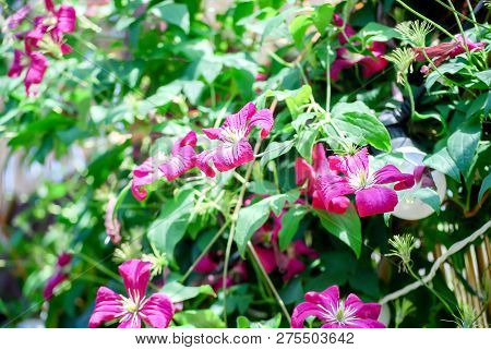 Beautiful Small Climatis  Climbing In Fend Under Transparent Roof With Green Leaves Blur Background.