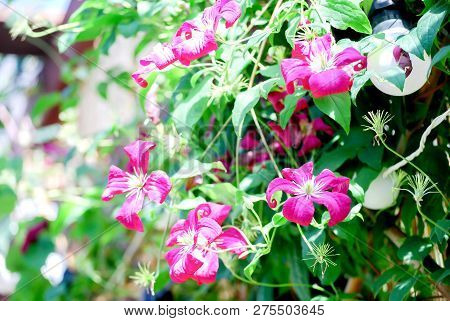 Beautiful Small Climatis  Climbing In Fend Under Transparent Roof With Green Leaves Blur Background.