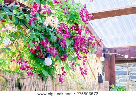 Beautiful Small Climatis  Climbing In Fend Under Transparent Roof With Green Leaves Blur Background.