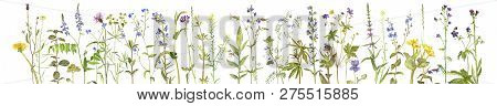 Background With Watercolor Drawing Palnts And Flowers, Hand Drawn Illustration