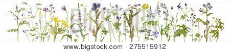 Background With Watercolor Drawing Palnts And Flowers, Hand Drawn Illustration