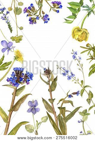 Background With Watercolor Drawing Palnts And Flowers, Hand Drawn Illustration