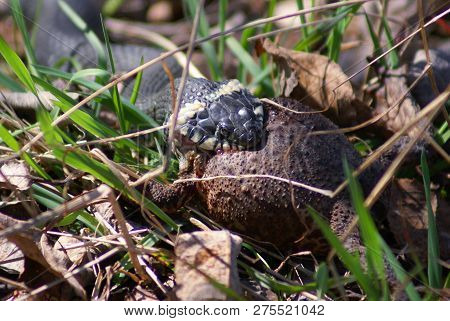 The Grass Snake Eats The Toad. Clearly The Head Of The Snake That Already Ate The Head Of A Toad.