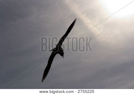 Flying Gull