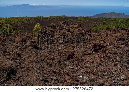 The Lava Fields Of The Teide Volcano And Thickets Of Canarian Pine. Viewpoint - Mirador De Los Poleo