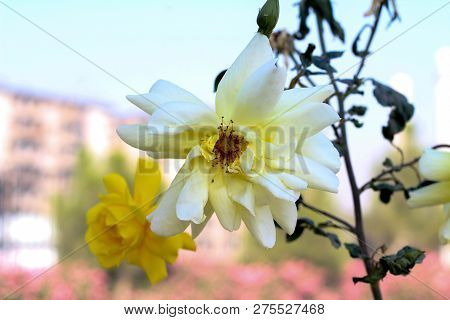 A Fresh Flower In The Ghani Bagh Park Of Hayatabad Peshawar. Peshawar Is Known As The City Of Flower
