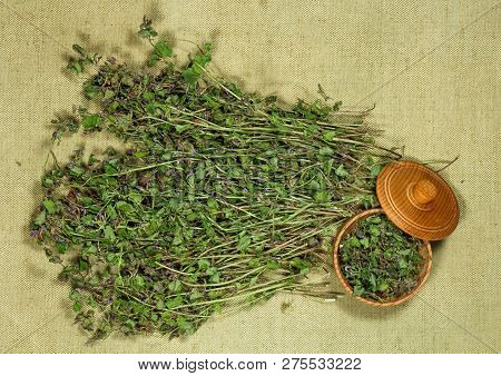 Glechoma Hederacea. Dry Herbs For Use In Alternative Medicine, Phytotherapy, Spa, Herbal Cosmetics. 