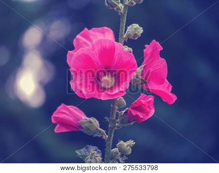 Malve Red Magenta Flower In The Garden On Nice Blurred Background With Bokeh Reflexes
