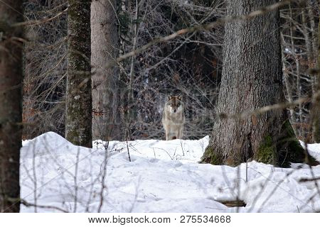 Beautiful Wolf (canis Lupus) In Winter, Wolf In Snowy Landscape, Attractive Winter Scene With Wolf, 