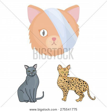 Vector Illustration Of Pet And Sphynx Icon. Set Of Pet And Fun Vector Icon For Stock.