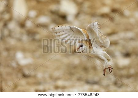 Barn Owl Is The Most Widespread Landbird Species In The World - Tyto Alba
